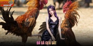 Tìm Hiểu Thông Tin Về Đá Gà Cựa Sắt Tại Nhà Cái Lucky88