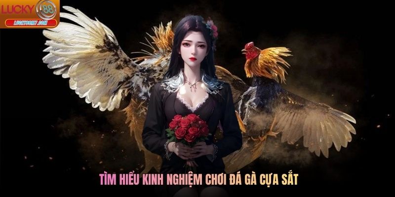Tìm hiểu kinh nghiệm chơi đá gà cựa sắt